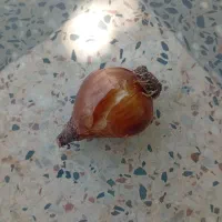 پیاز گل نرگس شهلا بسیار مرغوب درشت امسال گل میده