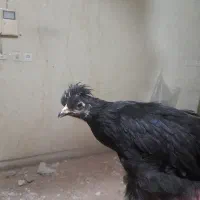 مرغ و خروس نژاد دار