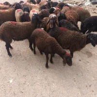 بره نرافشار