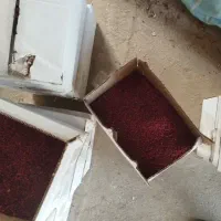زرشک اعلا