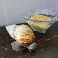 خاویار حلزون