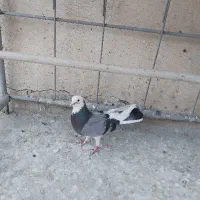 کفتر