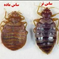 سم پاشی شپش سوسک/سمپاشی موریانه ساس کل شهر/ مار