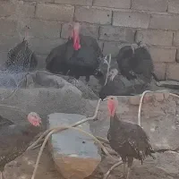 بوقلمون تخم گذار