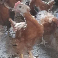 جوجه ۲ماهه