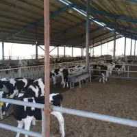 مشاور ایمنی و بهداشت دام(HSE)