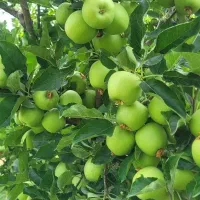 باغ-ویلا-در-نگین-جنوب-ایران