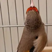 سهره دارابی دورگ شطرنجی عطیقه
