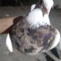 کفتر طوقی