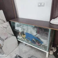 آکواریوم ماهی  بزرگ