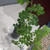 نهال گل محمدی کاشان، قمصر