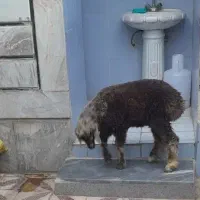 بره چاق