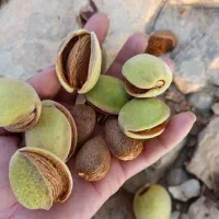 بادام درختی شیرین بدون کاملا طبیعی
