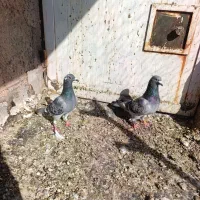 کبوتر