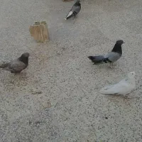 کفتر نر اصفونی هرچی بخای