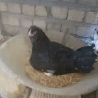 فروش مرغ و تخم مرغ