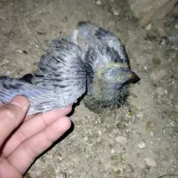 کفتر|پرنده|گرمخان, |دیوار