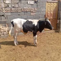 گوساله نر