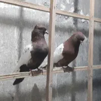 سرته|پرنده|ایلام, |دیوار