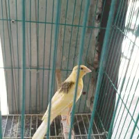 ۲عدد جوجه قناری