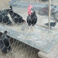 خروس عرب