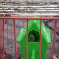 فنچ جفت نر و ماده جوان