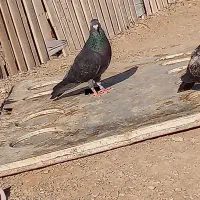 کبوتر