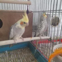 عروس هلندی نرو ماده جفت
