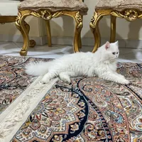 واگذار نمیشن ماده هم حامله هستش