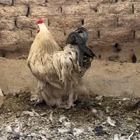 سه عددمرغ جوان تخم گذارخروس برهما گلین چهل تاج
