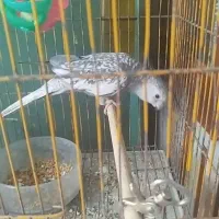 ایزابل نر