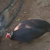 مرغ شاخدار
