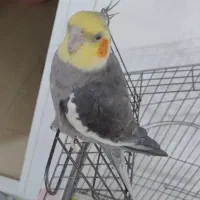 عروس هلندی(نر و ماده)+قفس