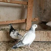 فروش جوجه کبوتر