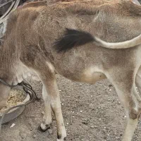 گاو