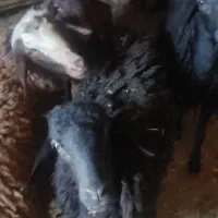 گوسفند