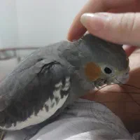عروس هلندی