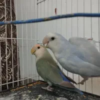 عروس هلندی کوتوله مرغ عشق