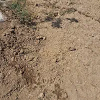 فروش پرس گندم