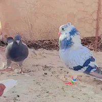 کفتر|پرنده|هیرمند, |دیوار