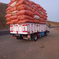 کاه گندم