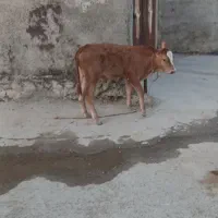 گوساله نر