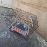 مرغ عشق نر سخنگو