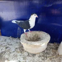 کبوتر ساده سیاه و سرور هفت رنگ