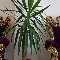 یوکای بالغ و باشکوه