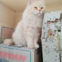 گربه برای فروش