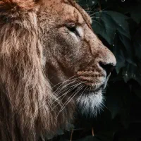 ردمی نوت ۱۱