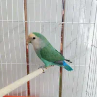 طوطی برزیلی