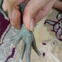 فروش مرغ و خروس کویتی وحباحب کویتی سه ماه خورده ای