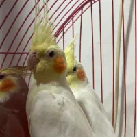 عروس هلندی نرو ماده